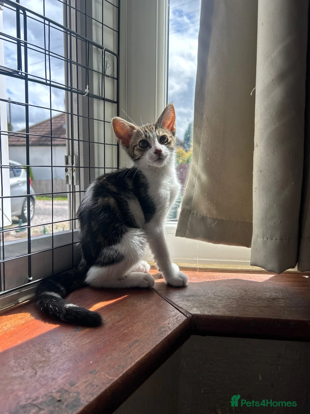 Mixed Breed cats for sale: 2 females and 1 male kitten - Advert 1