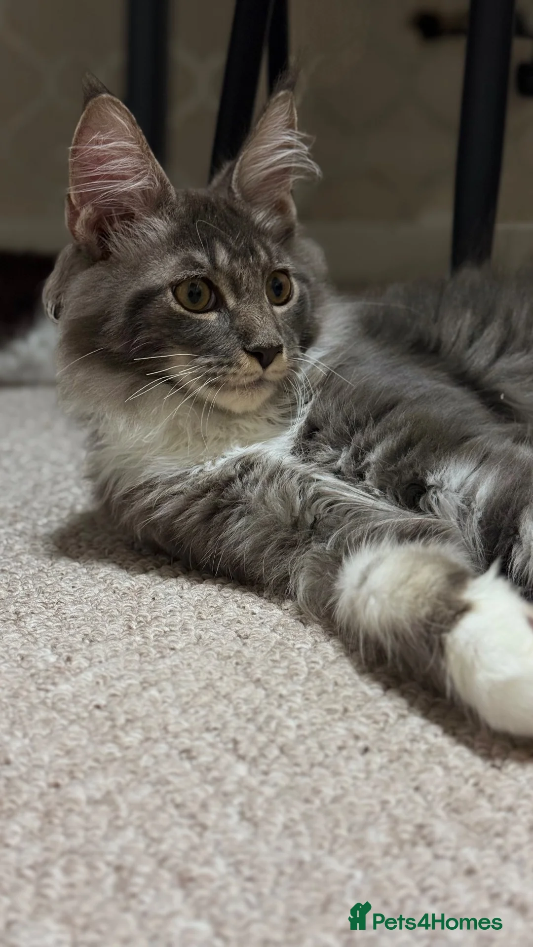 Maine Coon cats for sale: XXL Maine Coon kitten - Advert 2