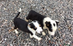 Border Collie dogs for sale: Border Collie Pups  - Image 3