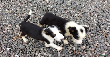 Border Collie dogs - Advert 16