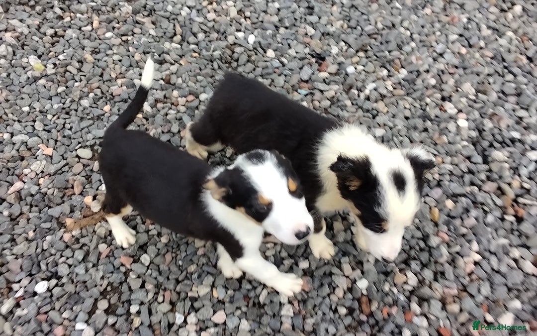 Border Collie dogs for sale: Border Collie Pups  - Image 3