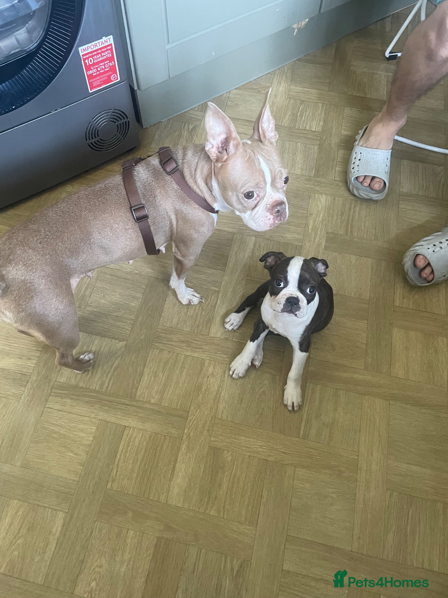 Boston Terrier dogs Last 2 Boston babies left   - Advert 11