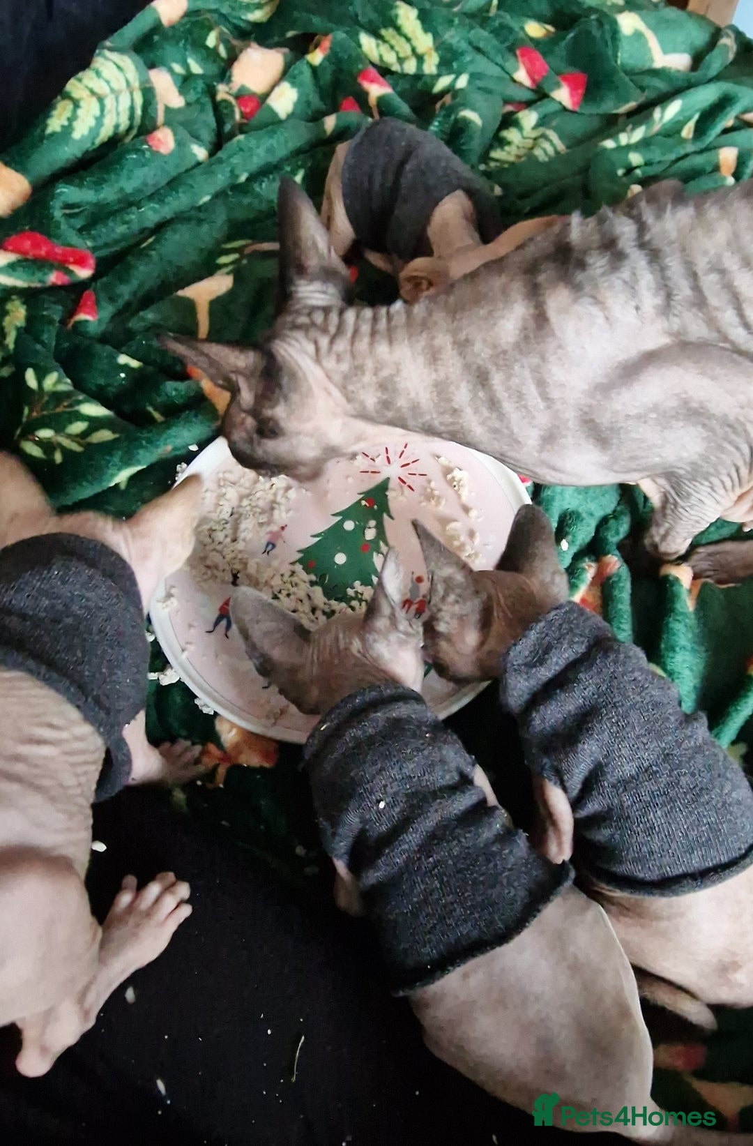 Sphynx cats for sale: Gorgeous Canadian Sphynx kittens - Image 25