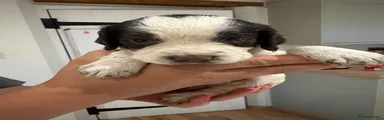 English Springer Spaniel 5
