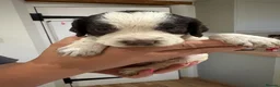 English Springer Spaniel dogs for sale: KC Registered English Springer Spaniel Puppies  - Advert 17