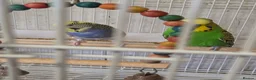 Budgerigars birds for sale: Breeding pair Budgies  - Advert 5
