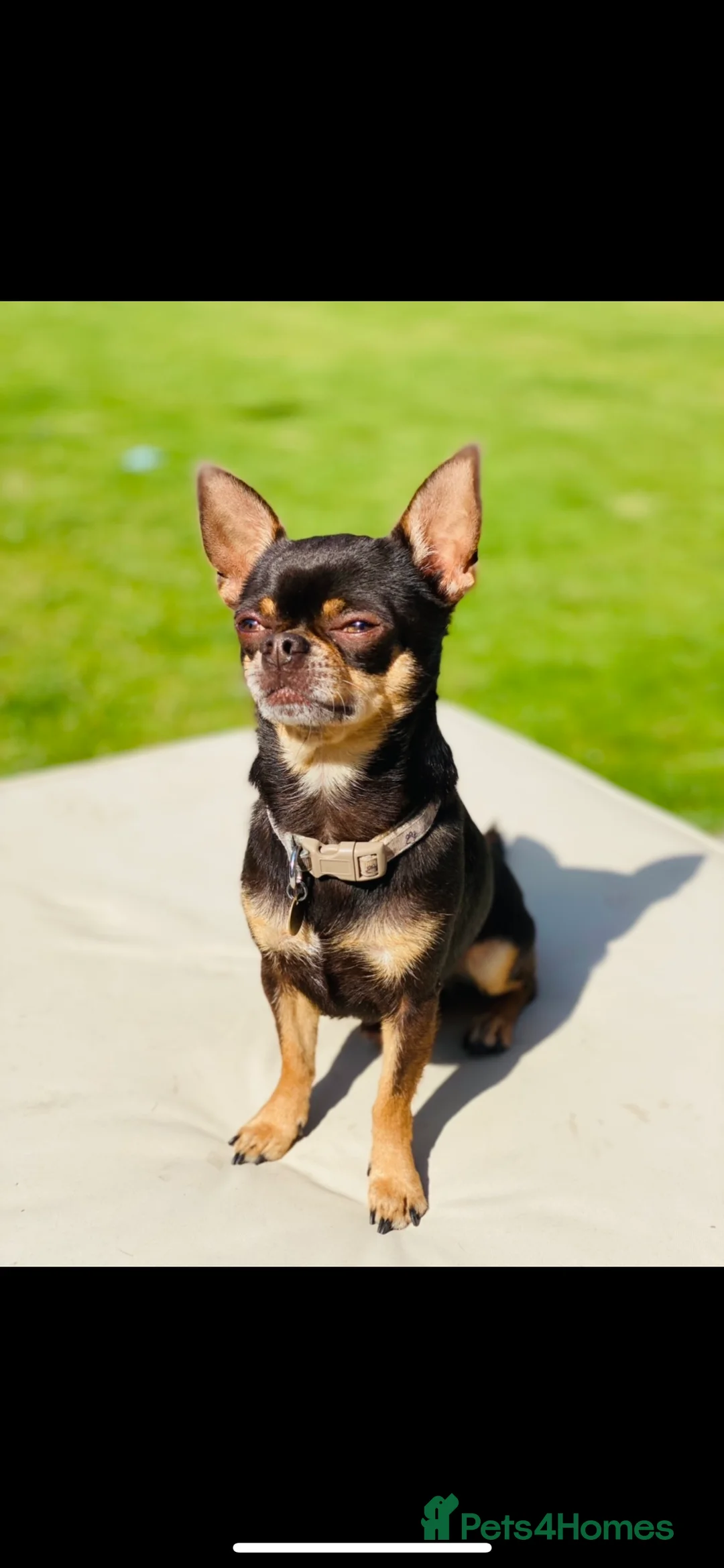 Chihuahua dogs for stud: small chihuahua stud only not for sale! chihuahua in Bury Saint Edmunds - Advert 9