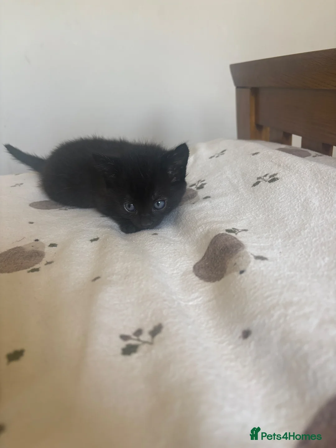 Ragdoll cats for sale: Beautiful litter of 5 kittens for sale  - Advert 30