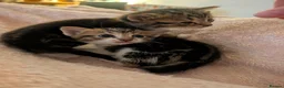 Mixed Breed cats for sale: Kittens in Ludlow - Advert 5