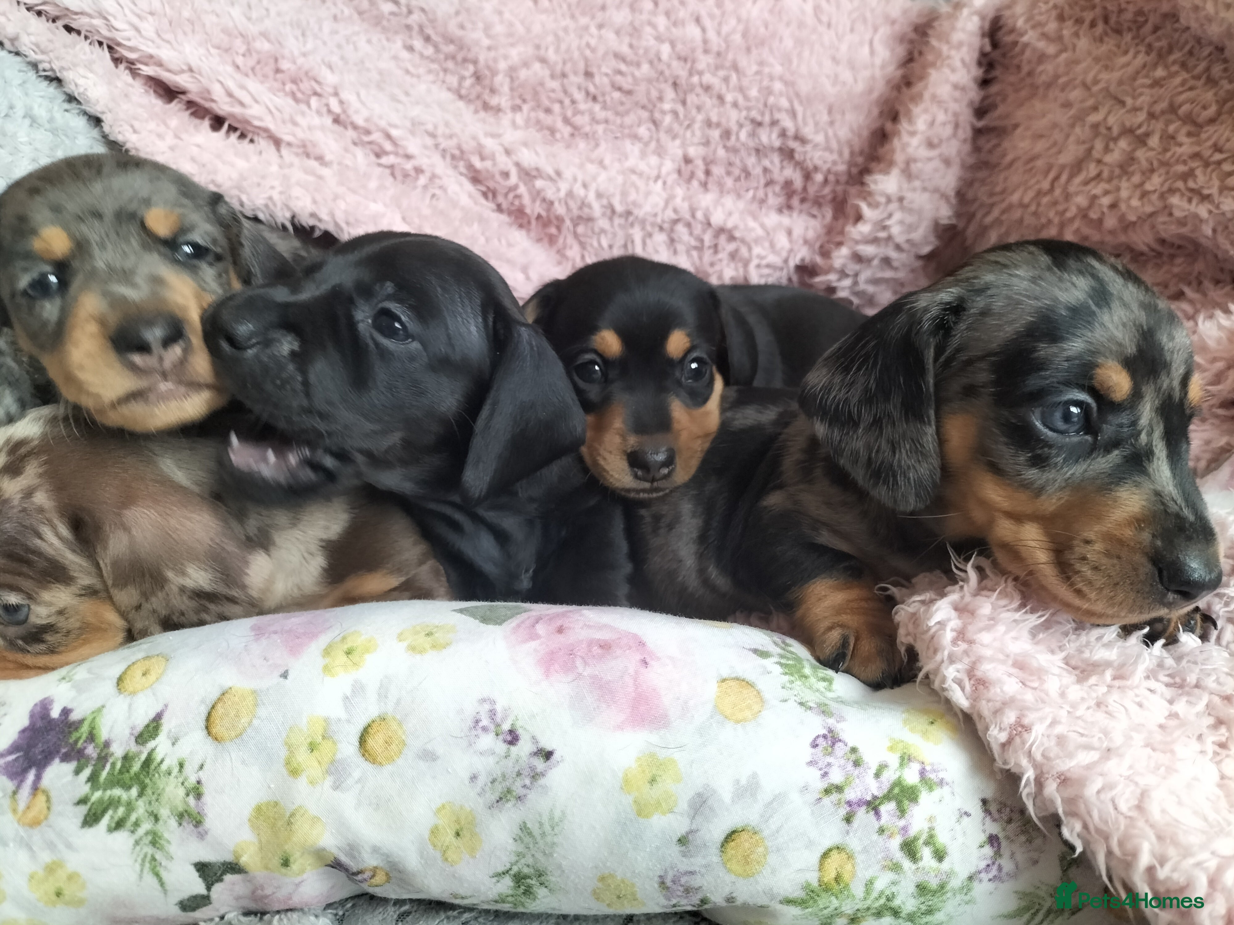 Miniature Dachshund dogs Beautiful miniature dachshunds 😊 - Advert 1