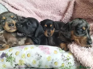 Miniature Dachshund dogs Beautiful miniature dachshunds 😊 - Advert 8