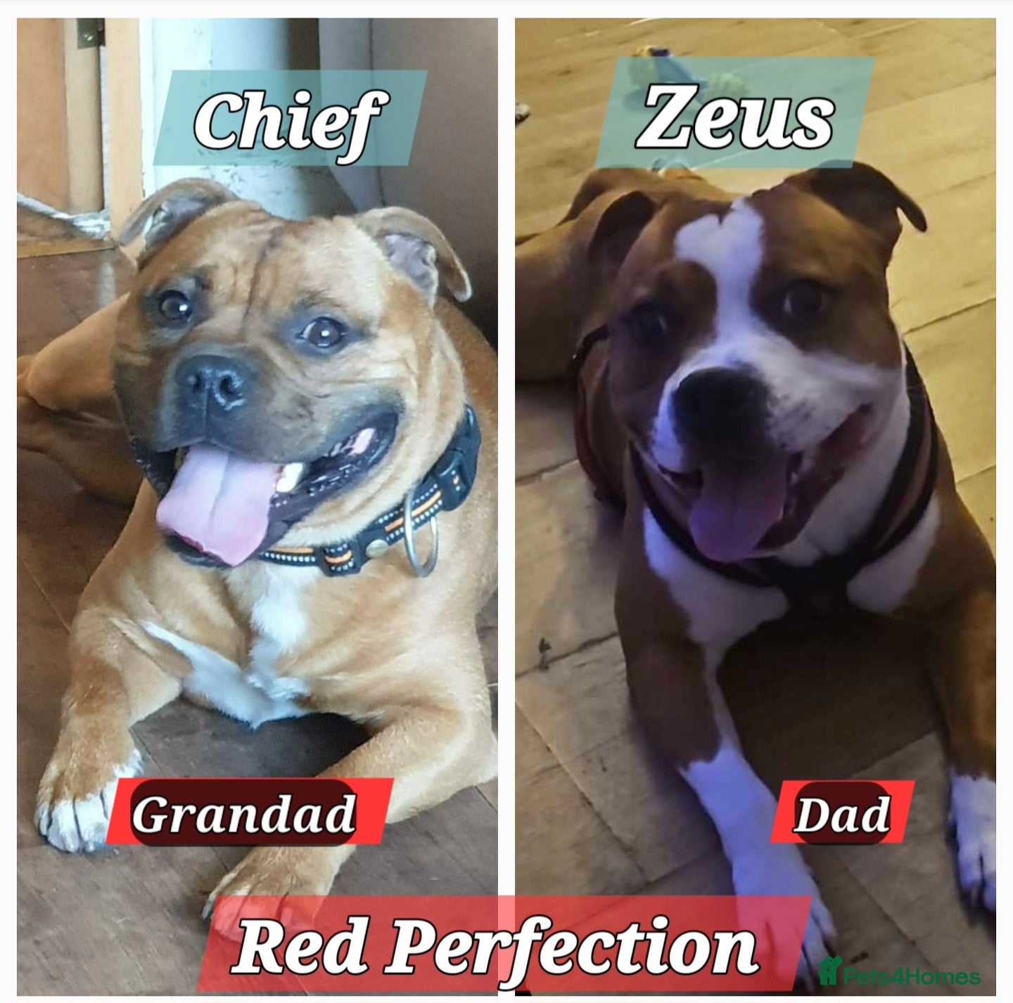 Staffordshire Bull Terrier dogs 🥨RED BOY, PICK OF THE LITTER AVAILABLE.🥨 - Advert 8