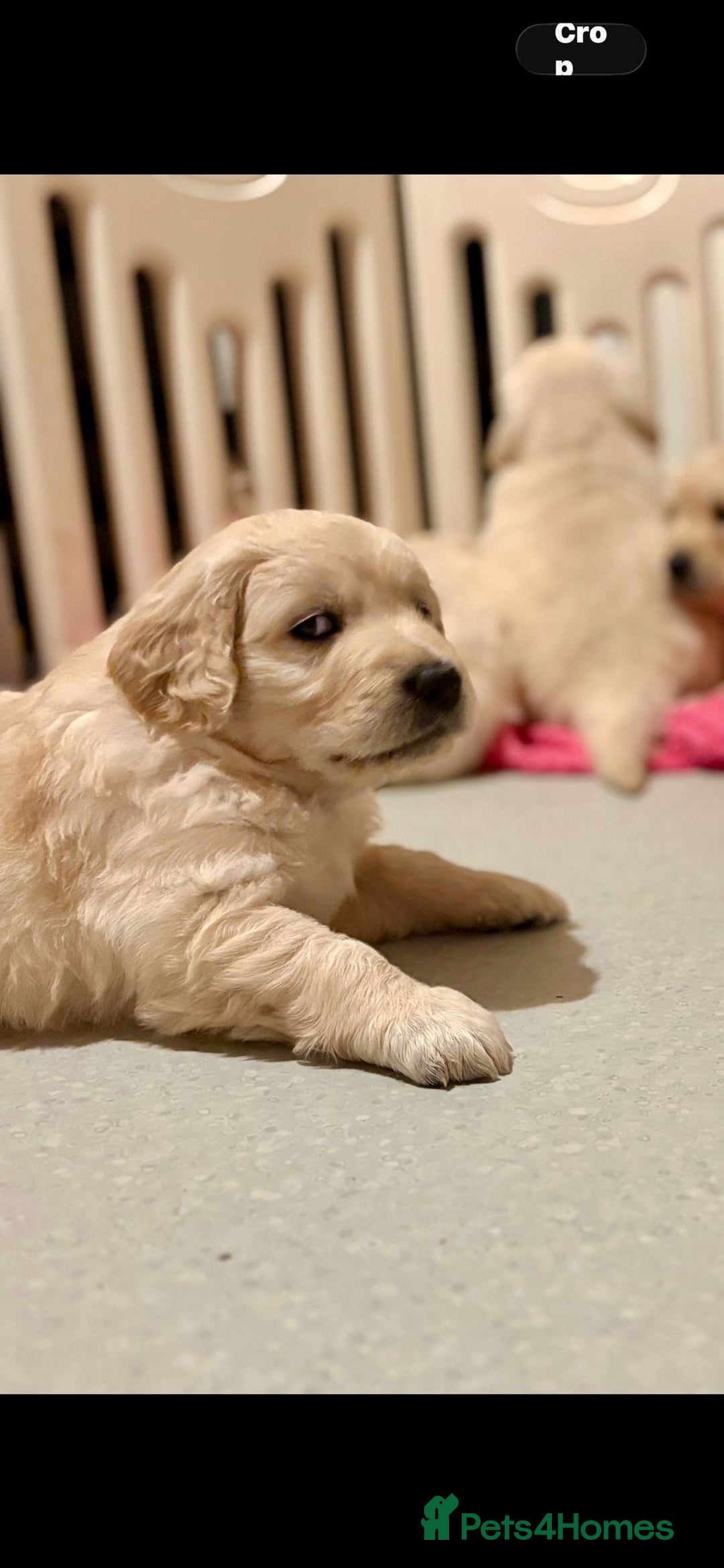 Golden Retriever dogs for sale: Golden Retrievers, Stunning Litter , Certificates  - Advert 8