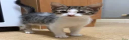 Mixed Breed cats for sale: Tabby kitten  - Advert 22