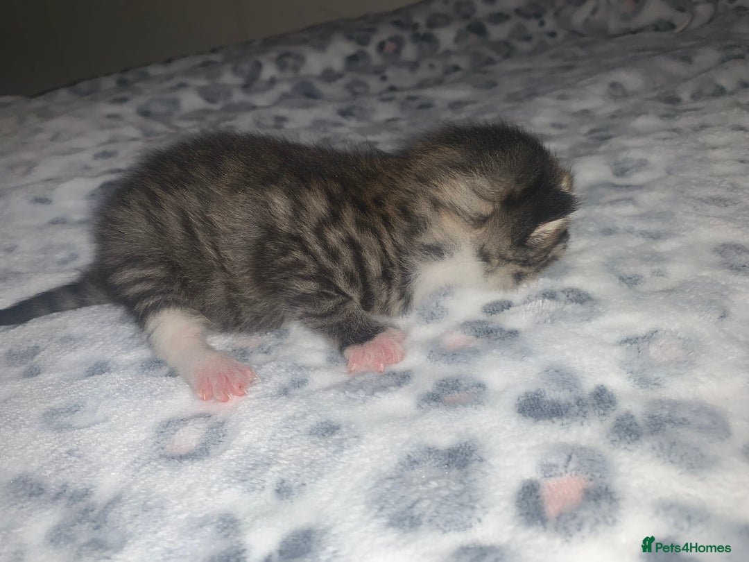Mixed Breed cats for sale: Bright tabby’s and black kittens  - Advert 38