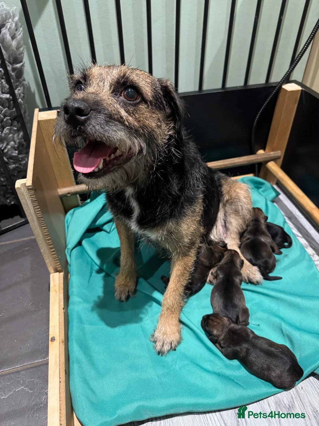 Border Terrier dogs for sale: Beautiful KC registered border terrier puppies  - Advert 10