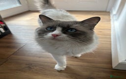 Ragdoll cats for sale: Blue `Bi-Colour  Male Ragdoll. 1 year - Image 9