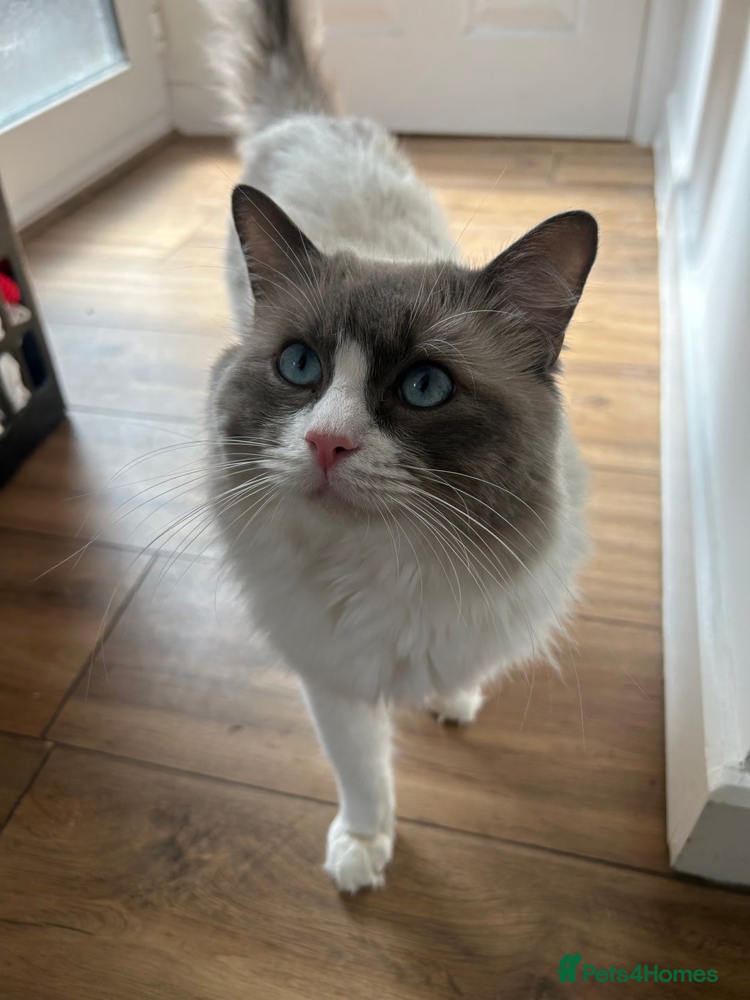Ragdoll cats for sale: Blue `Bi-Colour  Male Ragdoll. 1 year - Image 9