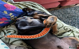 Mixed Breed dogs for adoption: Alfie  5 months old hound cross  - Image 4