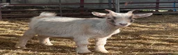 Goats livestock for sale: Pygmy goat wethers - Advert 3