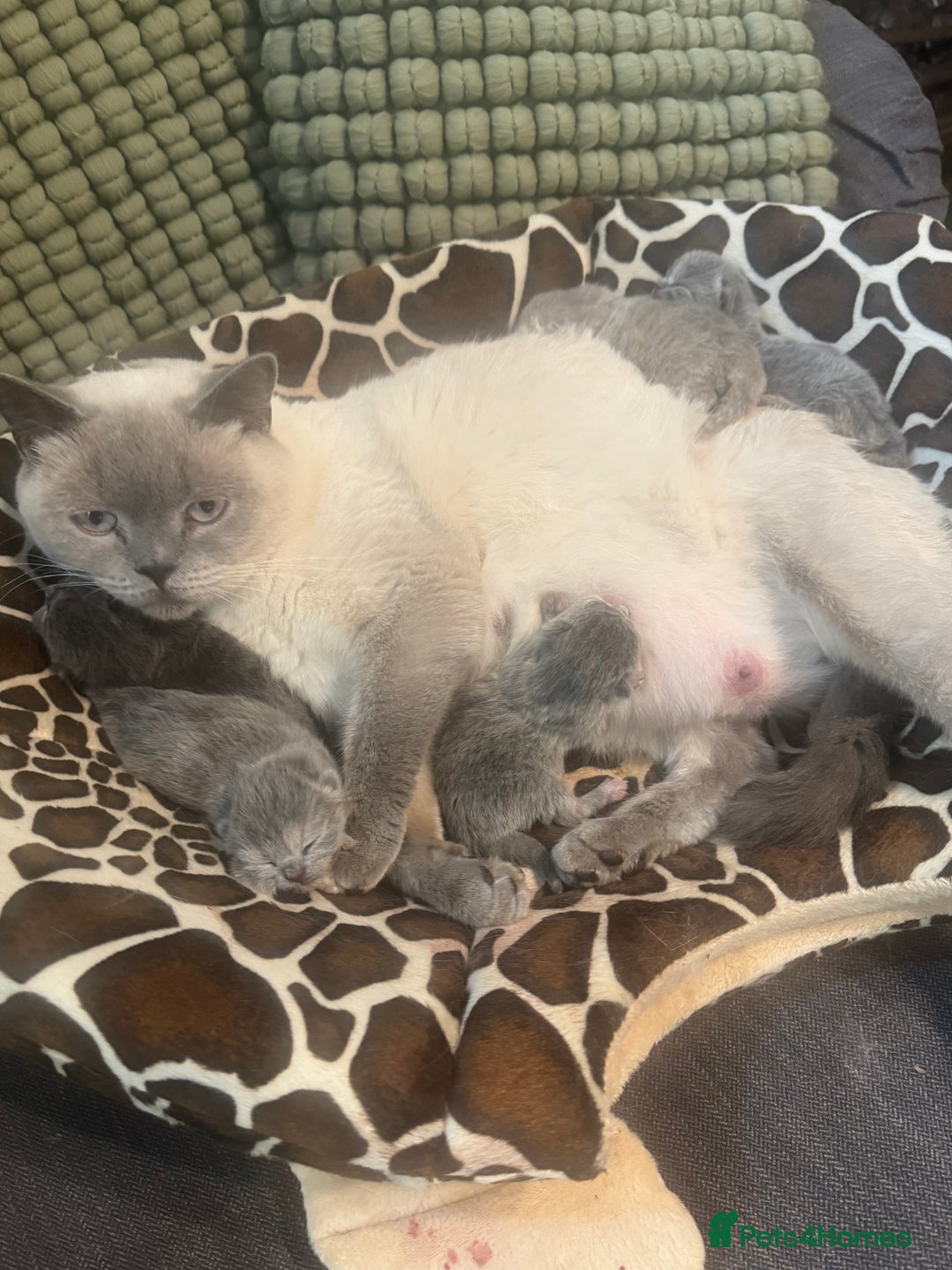 British Shorthair cats for sale: Beautiful British Shorthair Kittens  - Image 3
