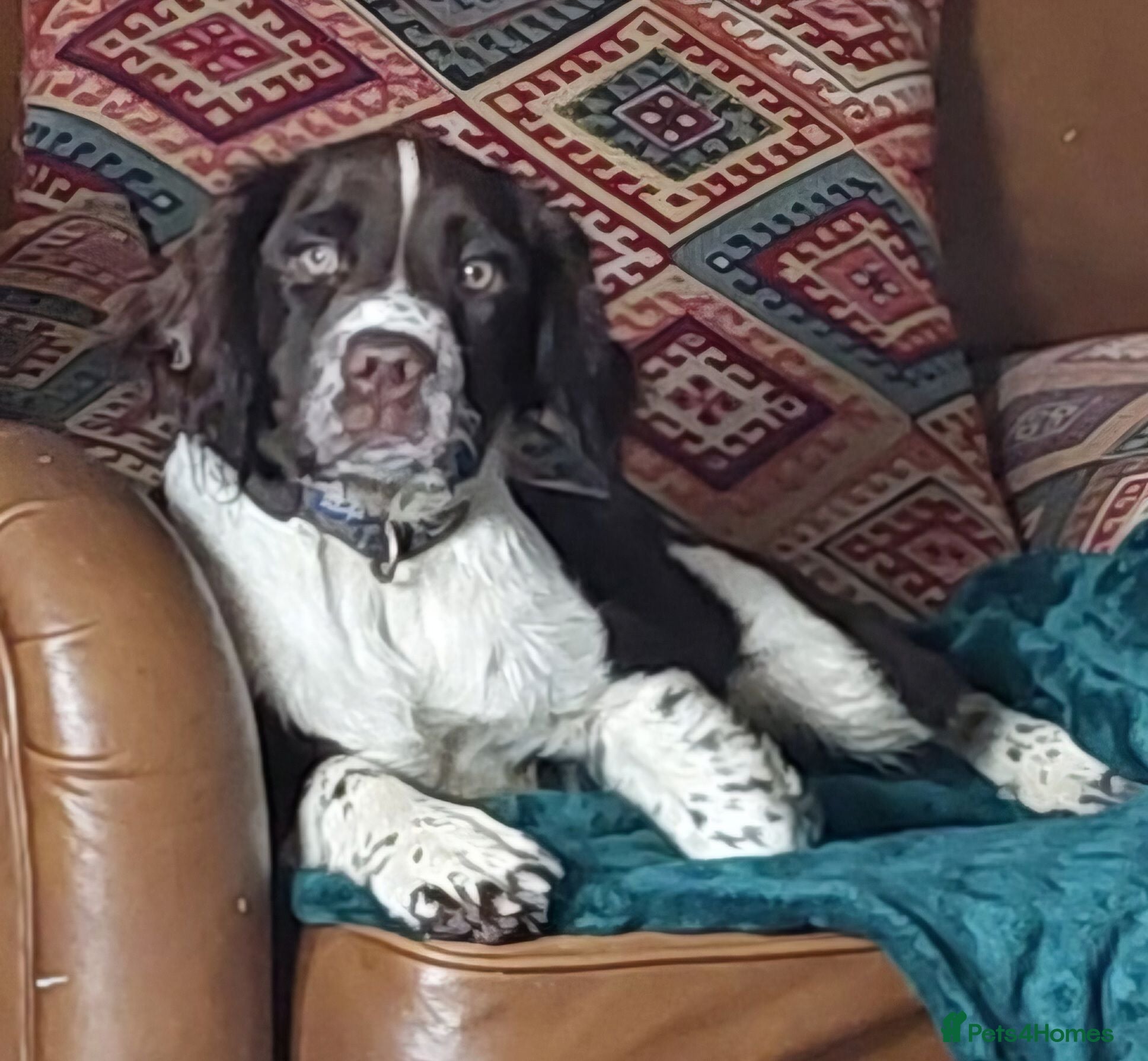 English Springer Spaniel dogs Stunning male Springer Pup for sale - Advert 4