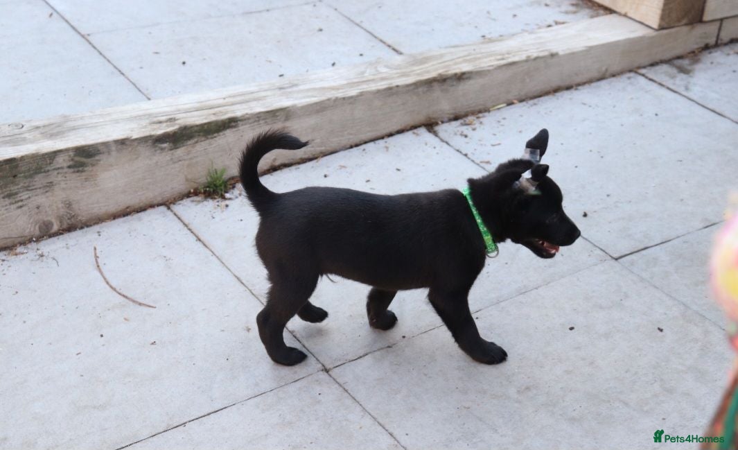 Mexican Hairless dogs 1 Stunning coated boy.mini size. - Advert 2