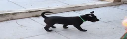 Mexican Hairless dogs for sale: 1 Stunning coated boy.mini size. - Advert 1