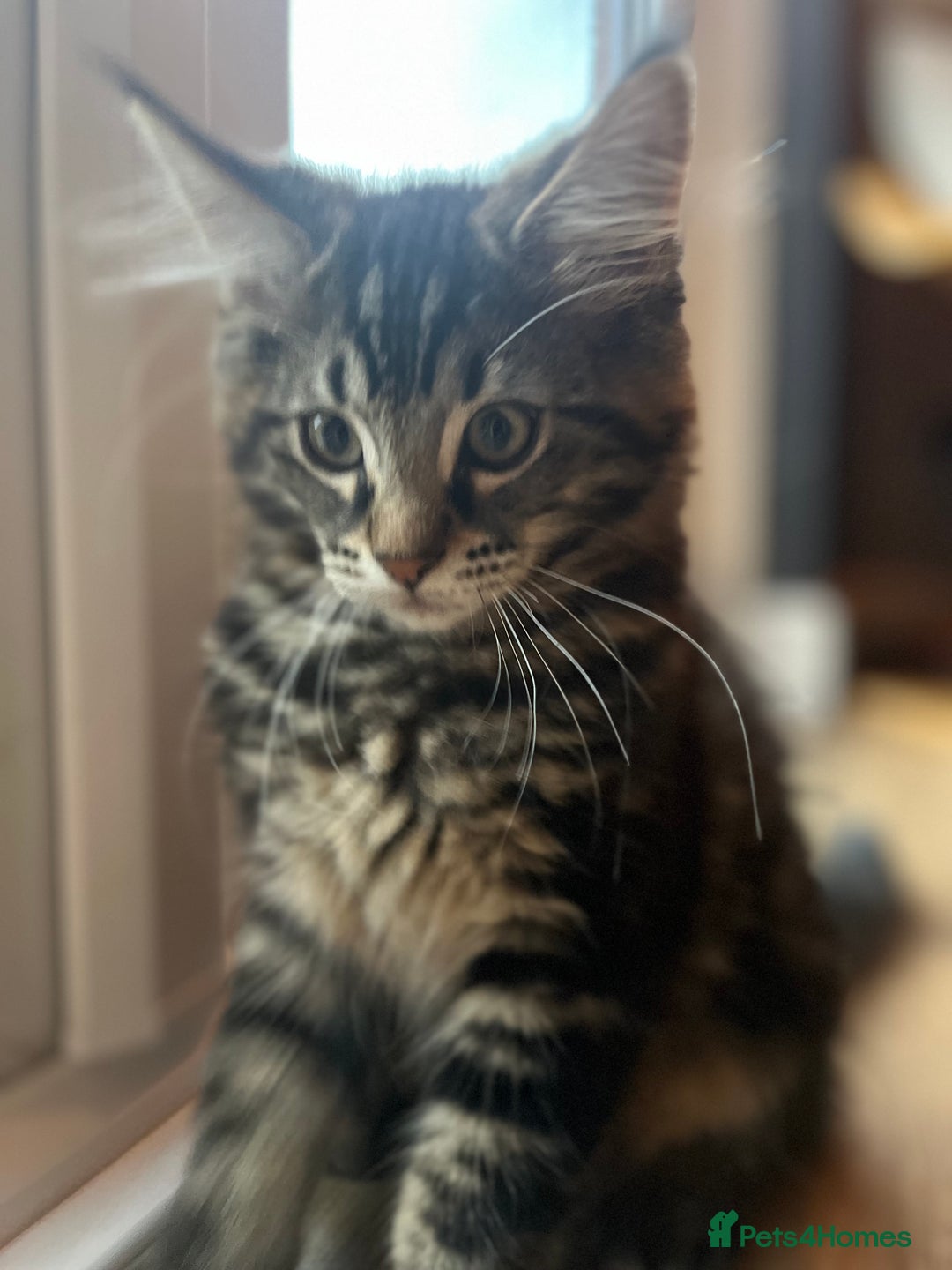 Maine Coon cats for sale: Maine Coon Boys for sale - Image 5
