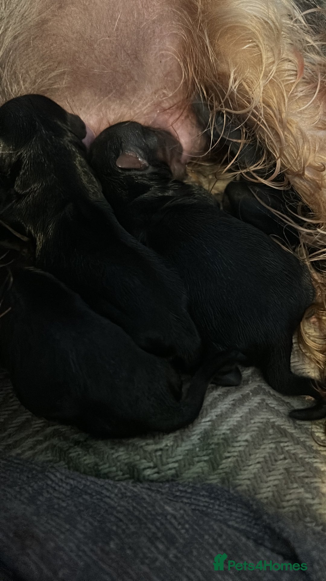 Yorkshire Terrier dogs for sale: Tiny Yorkshire terrier puppies  - Advert 11