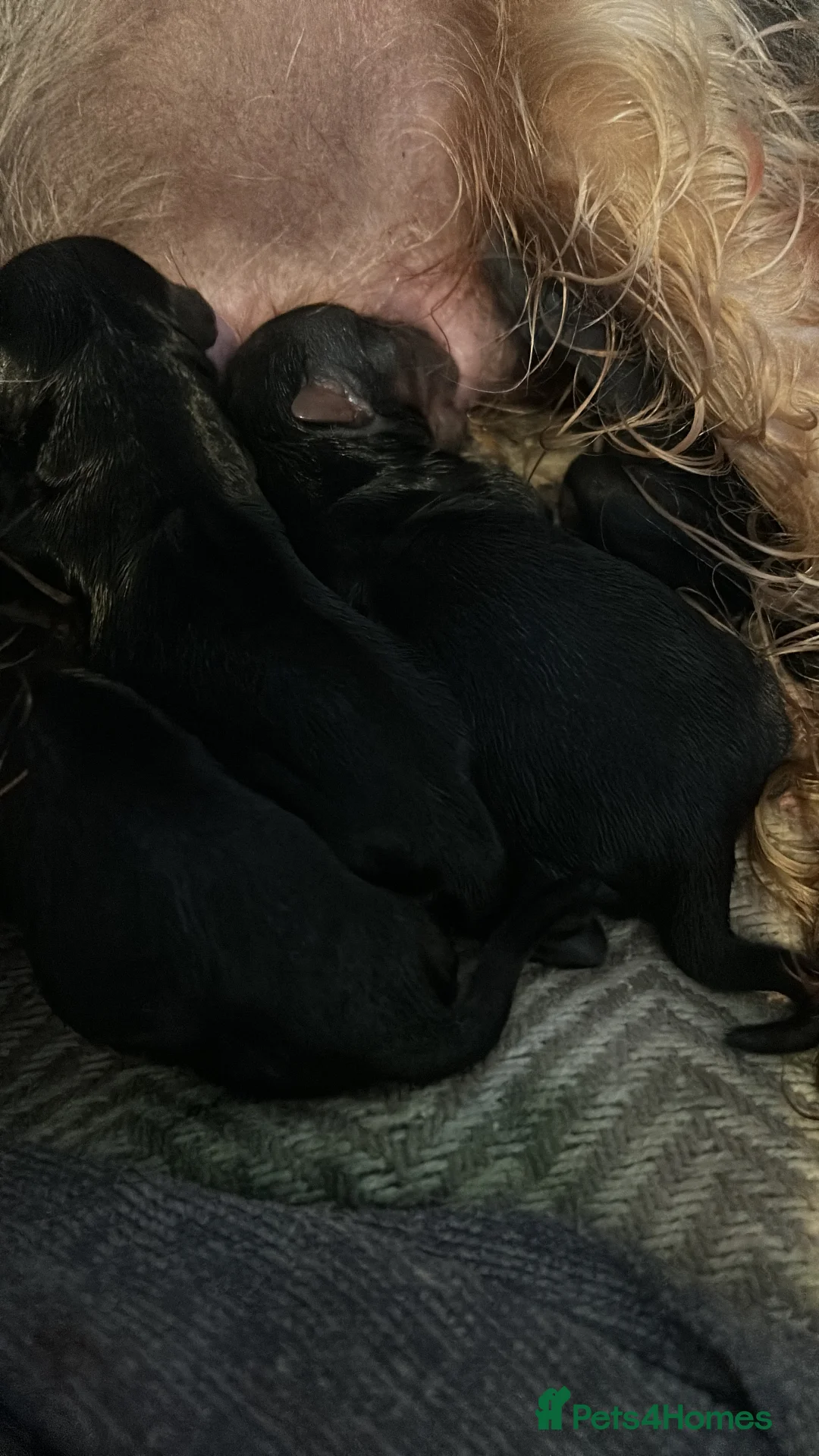 Yorkshire Terrier dogs for sale: Yorkshire terrier puppies  - Advert 25