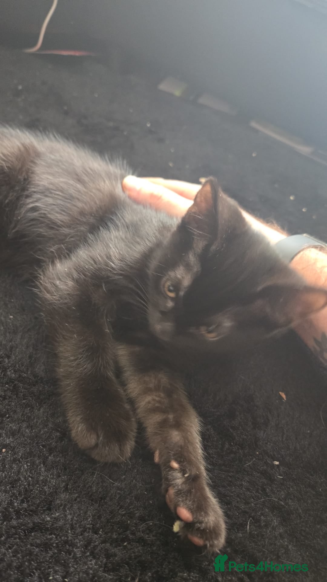 Mixed Breed cats Burmese/Main coon cross - Advert 3