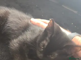 Mixed Breed cats Burmese/Main coon cross - Advert 12