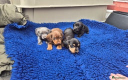 Miniature Dachshund dogs for sale: Stunning mini Daxies, KC reg PRA clear - Image 9