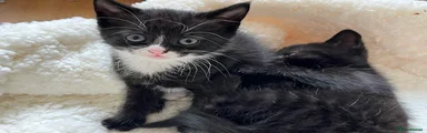 British Shorthair 2