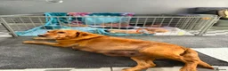 Labrador Retriever dogs for sale: Loving Labrador Puppies Seeking Forever Homes - Advert 1