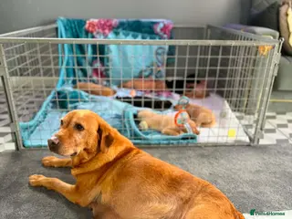 Labrador Retriever dogs Loving Labrador Puppies Seeking Forever Homes - Advert 2