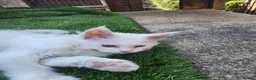 Maine Coon cats for sale: Maine Coon Kittens For Sale  - Advert 23