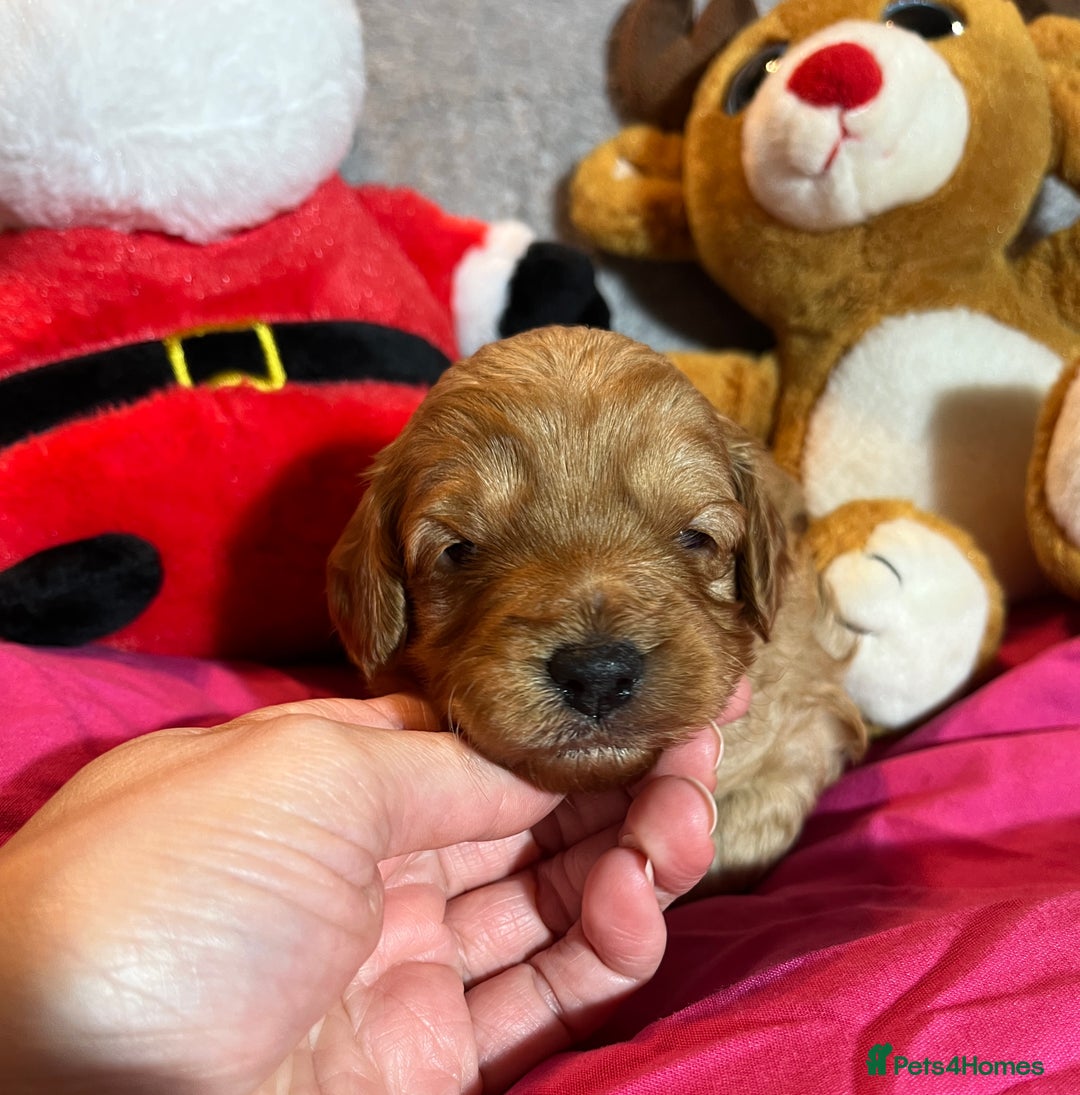 Cavapoochon dogs for sale: Cavapoochon Puppies ready from 20th December 2025  - Advert 11