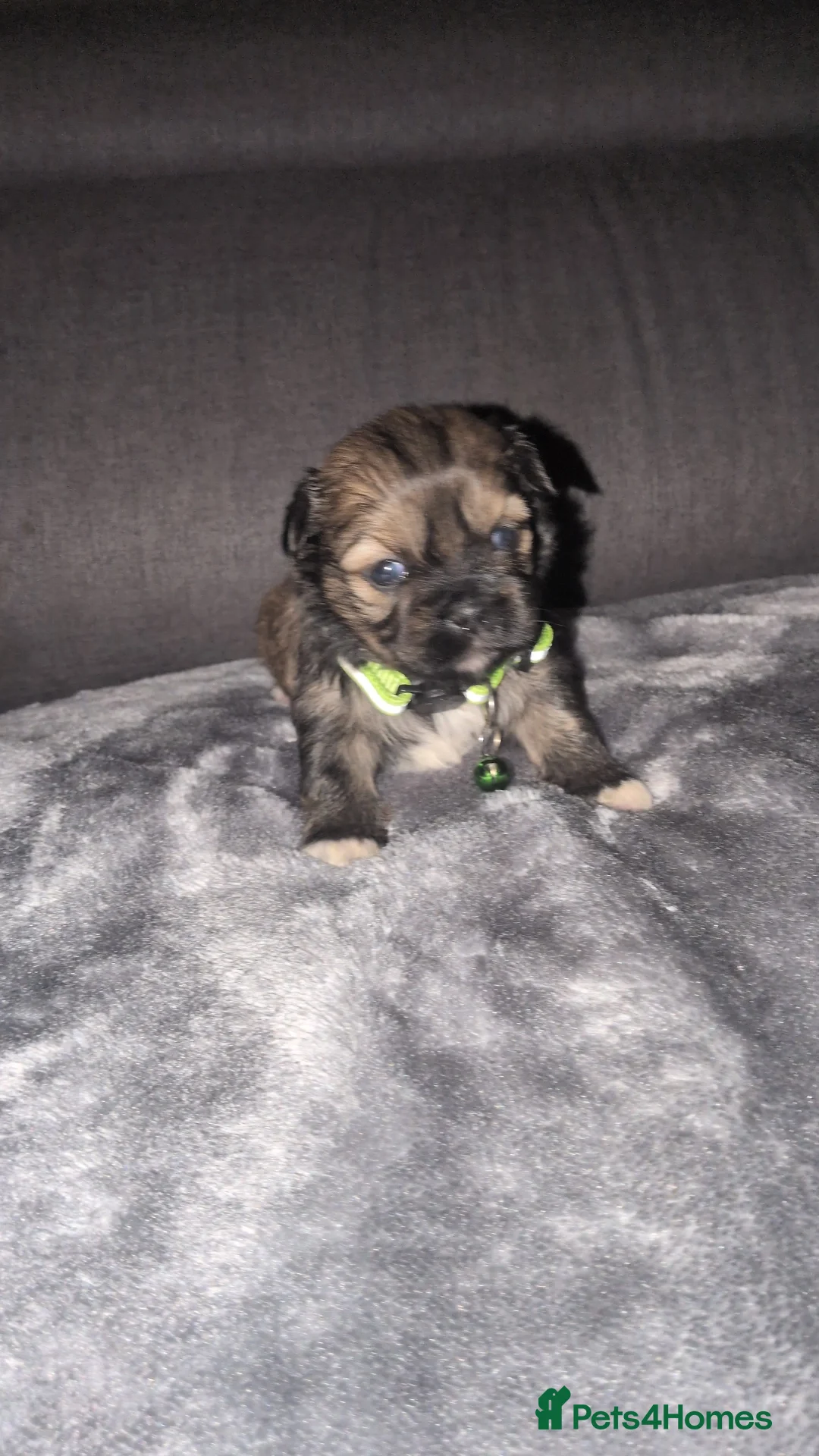 Lhasa Apso dogs for sale: 4 Beautiful beautiful Lhasa Apso Babies For Sale  - Advert 2