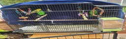 Budgerigars birds for sale: Budgie for free in High Wycombe - Advert 3