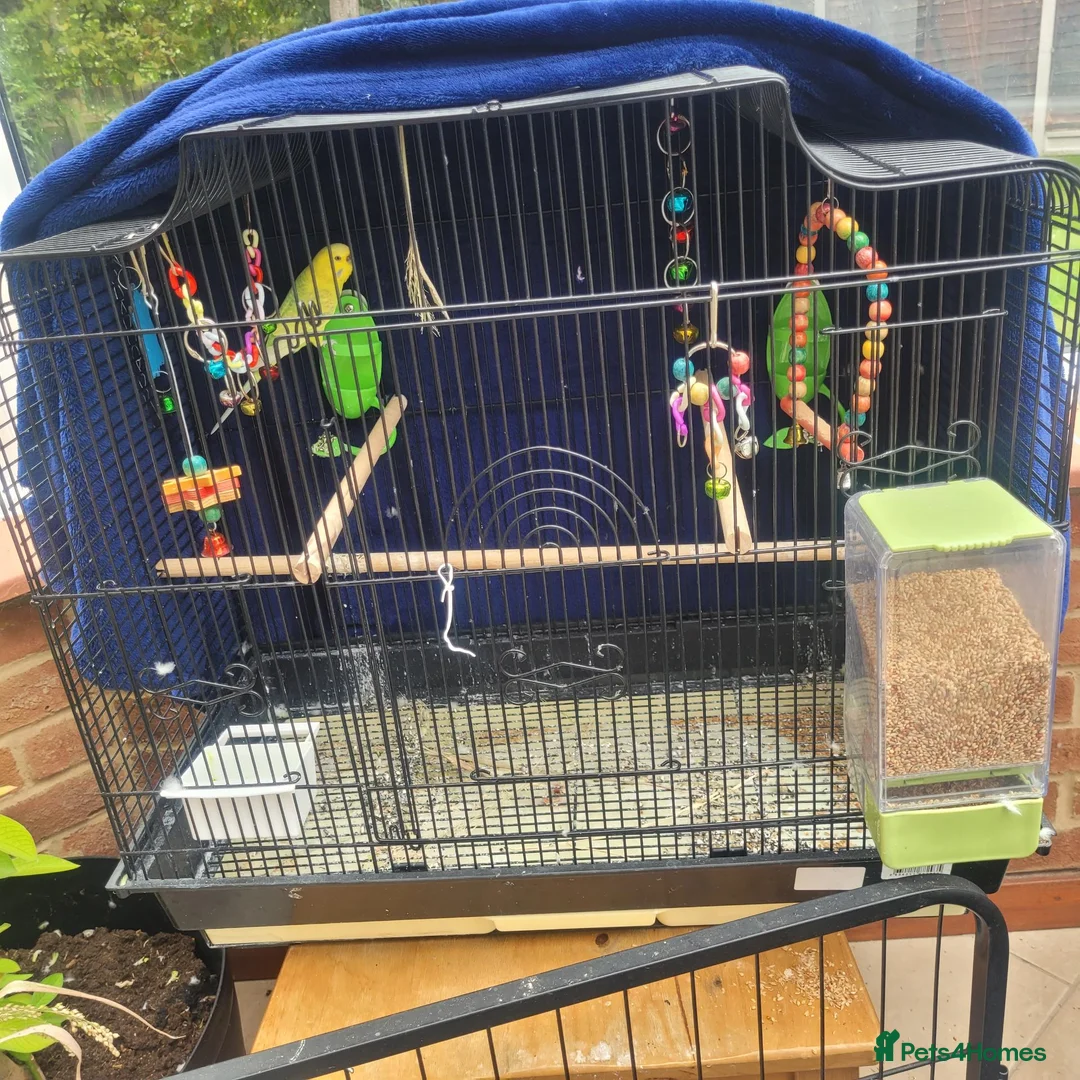 Budgerigars birds for sale: Budgie for free in High Wycombe - Advert 3