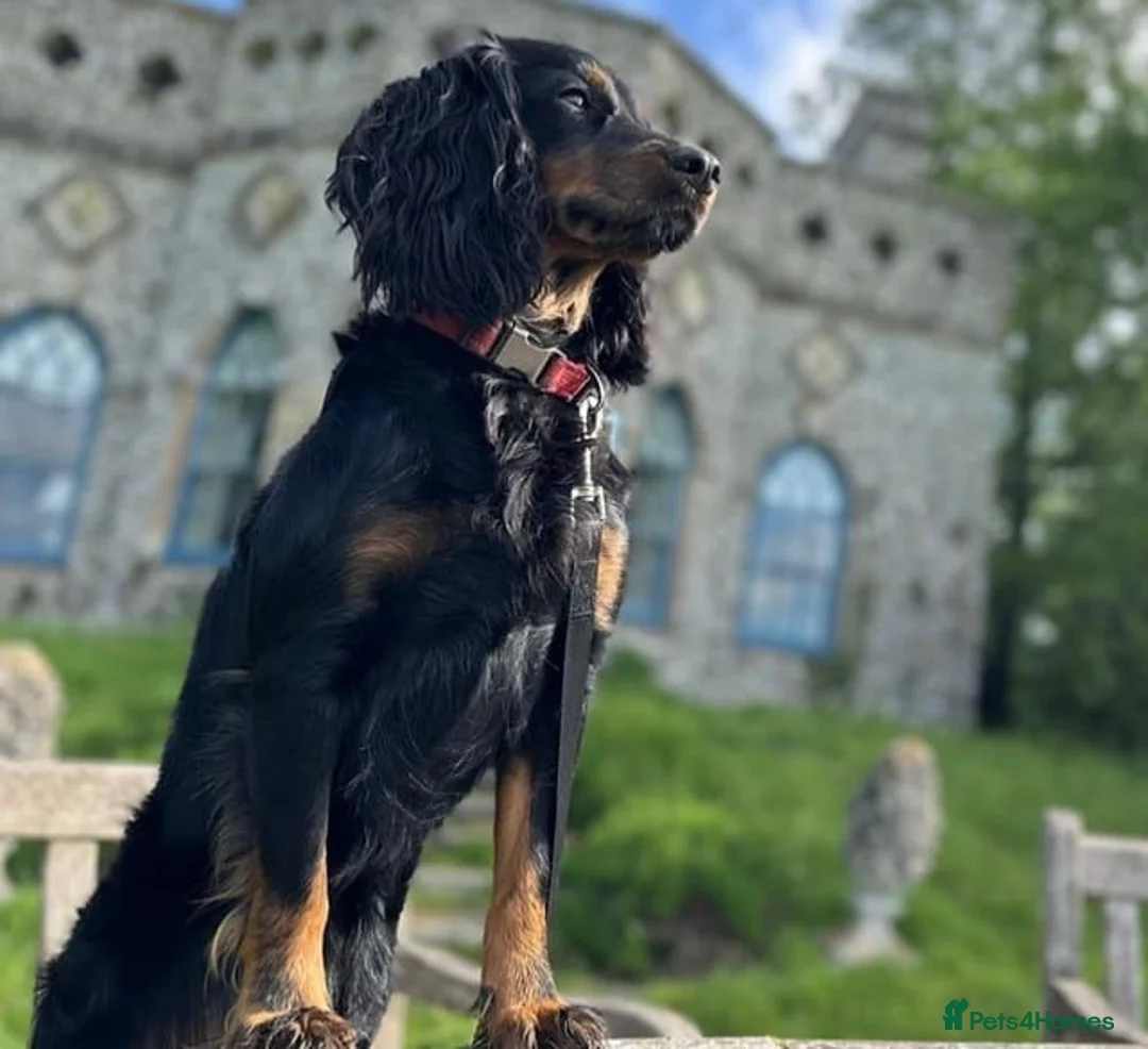Cockapoo dogs for sale: Adorable Cockapoo  - Black,white & Tan in Hinckley - Advert 10