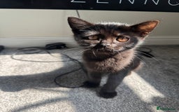 Persian cats for sale: TWO 15 WEEK KITTIES NEED REHOMING TOGETHER (M&F) in Maidstone - Image 20