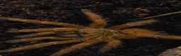 Tarantulas invertebrates for sale: Tarantulas for sale  - Advert 13