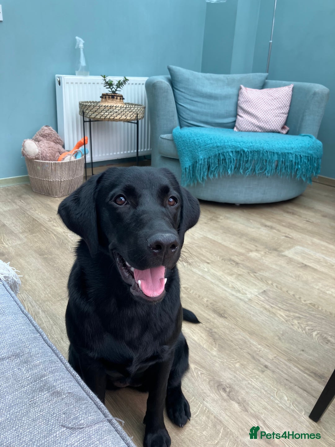 Labrador Retriever dogs for sale: 9 beautiful KC registered pedigree black lab pups - Image 7