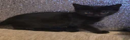 Mixed Breed cats for sale: 5 Adorable Kittens Ready To Go in A Few Days - Advert 3