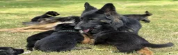 German Shepherd dogs for sale: Quality Longcoat Pups With Health tested Parents  - Advert 24