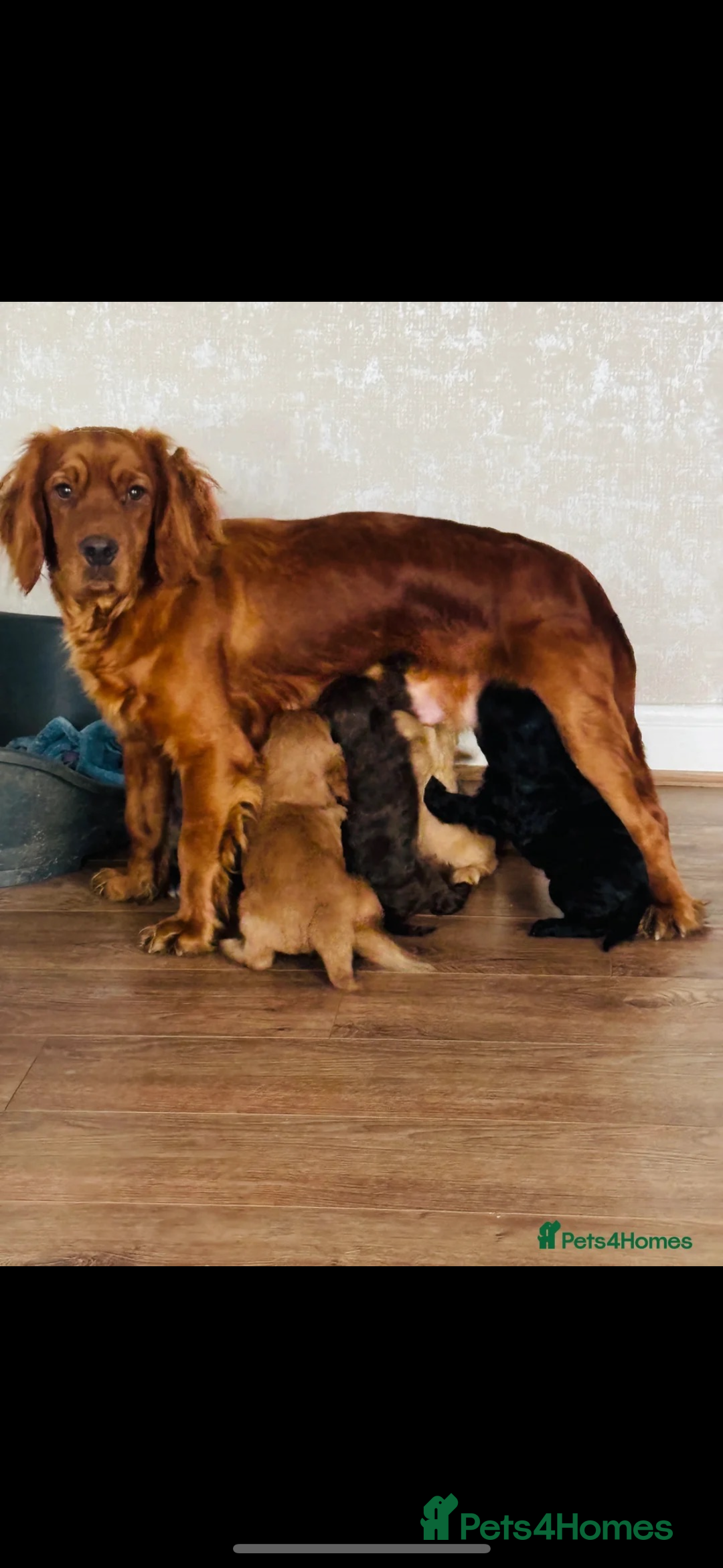 Cockapoo dogs for sale: F1 Golden Cockapoo  - Advert 6