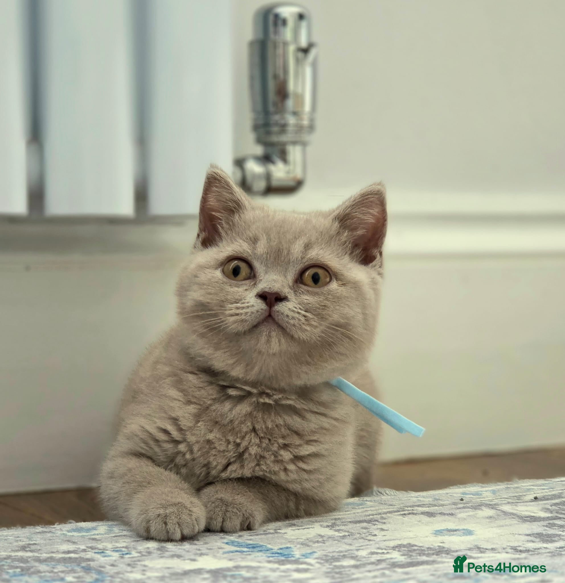 British Shorthair cats ✨Gorgeous British Shorthair Fawn/Lilac Kittens ✨  - Advert 2